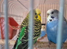 3 x budgies