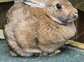 2 female rabbits