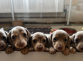 Beautiful Miniature Dachshund Puppies