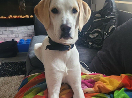 Sadly rehoming my beautiful boy