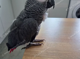 African grey 10 year old male