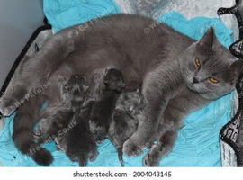 British Blue and Bluepoint