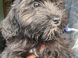 Sheepadoodle girl 9 weeks