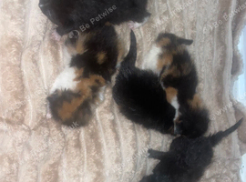 Kittens for sale