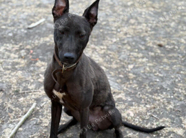 2 Year old Lurcher Bitch
