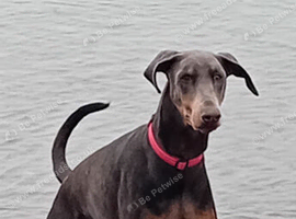 Very Rare Blue Doberman, female.
