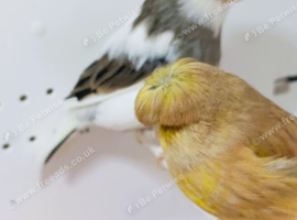 Beautiful Gloster canaries 1 pair, Ayrshire