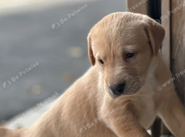 Red Labrador Puppies - Four Paws, Golden Moments!