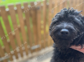 Pomapoo 10 months old male