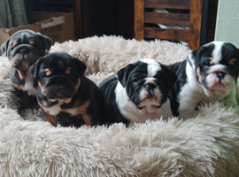KC registered bulldogs