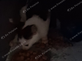 Kittend