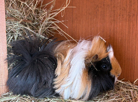 Single boar