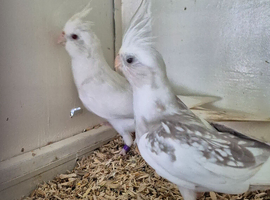 Young pair of Cockatiels