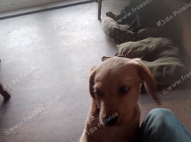 Cocker X lab
