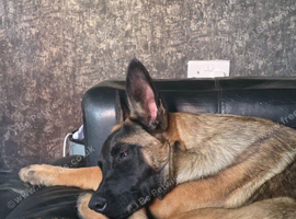 6 month German Shepherd