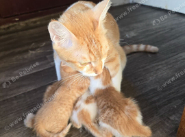 4 beautyfull kittens looking for forever loving home