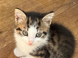 Beautiful kittens ready to go!