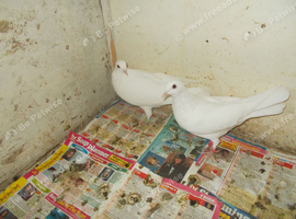 2 RACING PIGEONS FOR SALE..