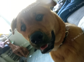 German Shepherd x