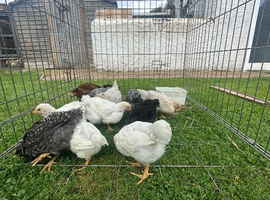 12x hybrid pullets