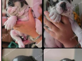 Frenchie x olde English bulldog.