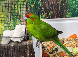 Kakariki