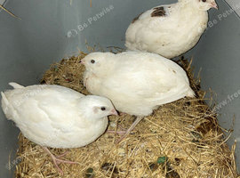 Jumbo quails