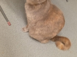 British short hair blue x ragdoll