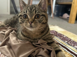 Tiny Tina