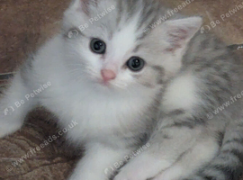 STUNNING PEDIGREE CHINCHILLA PERSIAN CROSS BRITISH BLUE SHORTHAIR