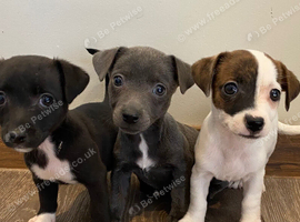 Jack Russell girl puppys
