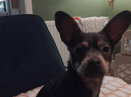 Bullhuahua