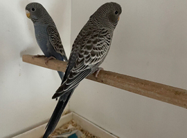 Blackface budgie young bird grey possibly mauve