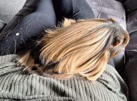 Long hair 16 months male