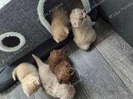 4 lilac and 2 light blue kittens
