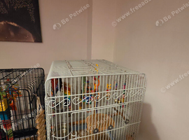 Rosella