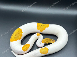 OD YB Fire Pinstripe Pied 50% Het Sunset