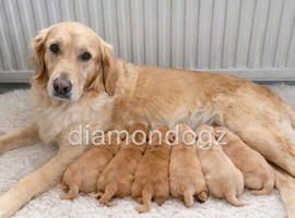 Pure Bred KC registered stunning pups
