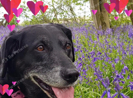 Adult Female Black Labrador