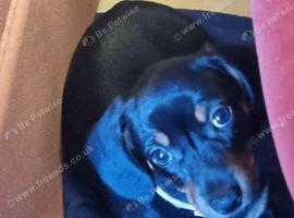 Only 2 left of 8 adorable dachshund  puppies