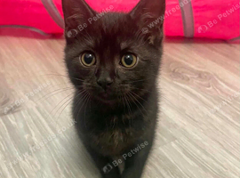 Kitten for sale