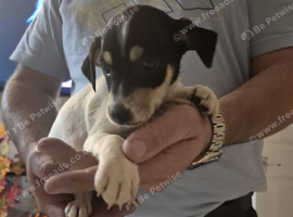 Jack Russell