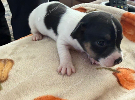 Jack Russell puppies