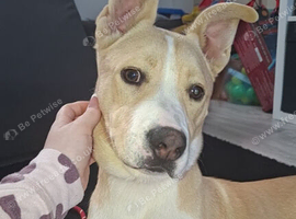 Teddy the husky cross