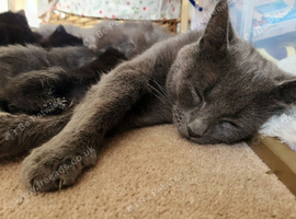 1 Grey, 3 Black kittens available