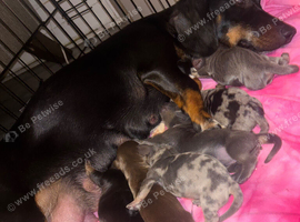 4 stunning sausages