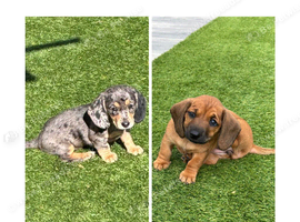 Miniature dachshund puppies for sale - ready after September 30th