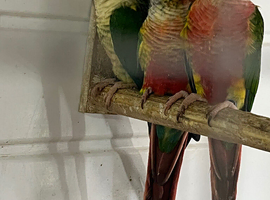 Conures