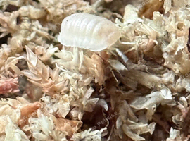 Cubaris murina glacier isopods