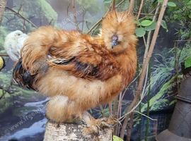 Young Silkie rooster